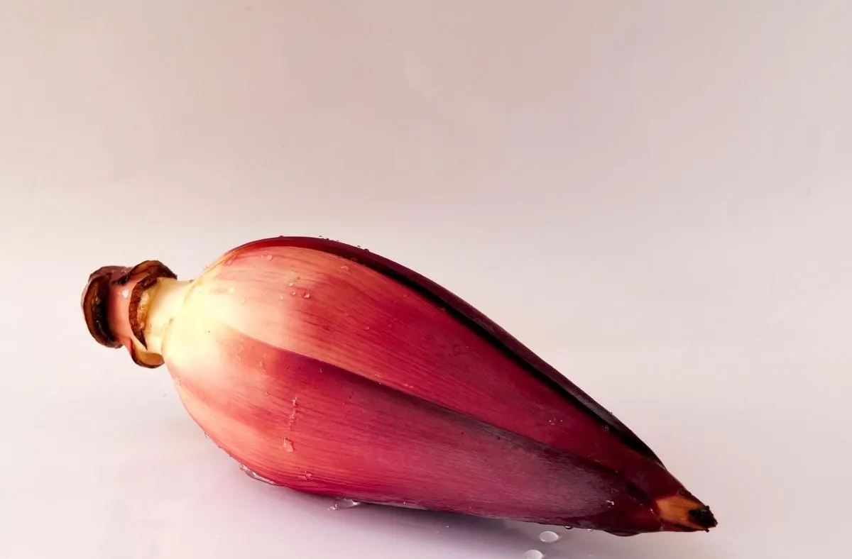 banana blossom