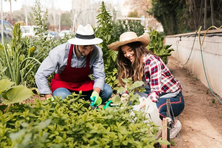 Close up male female gardener examining plants vegetable garden