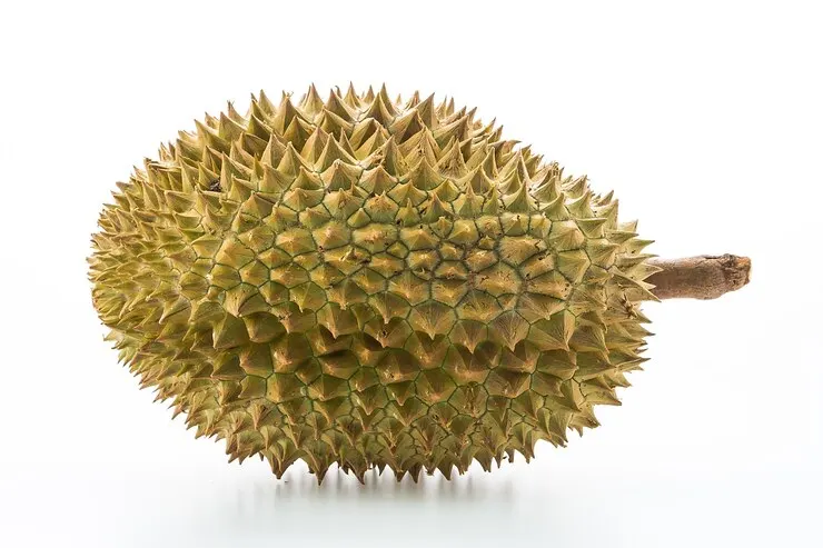 A whole durian fruit with its thick spiked green husk, isolated on white