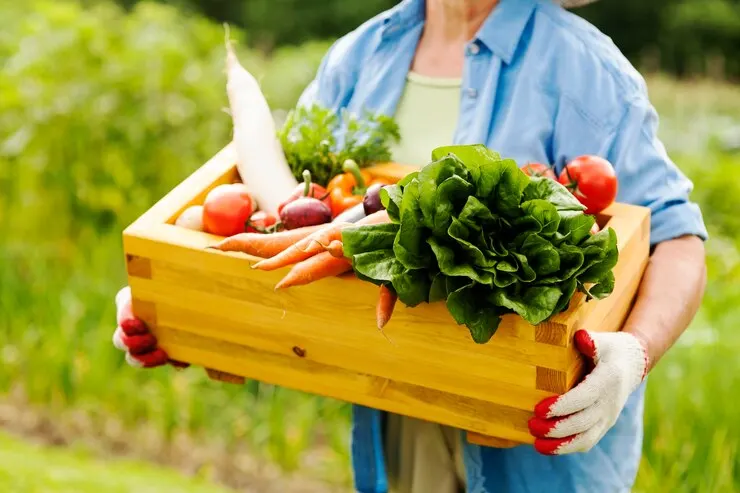 A person wearing gloves and a blue shirt holding a wooden crate filled with fresh vegetables, including lettuce, carrots, tomatoes, onions, and a white radish, in a lush garden setting.