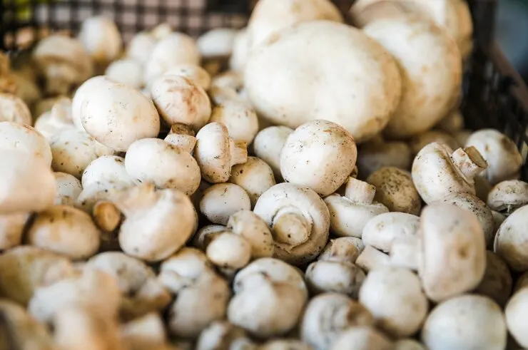 A basket brimming with white mushrooms, highlighting their role as an easy vegan alternative for weight loss and wellness.