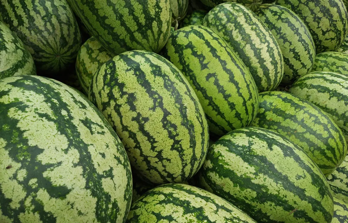 A vibrant display of various watermelons showcasing different colours of watermelon inside and textures, highlighting their unique characteristics.