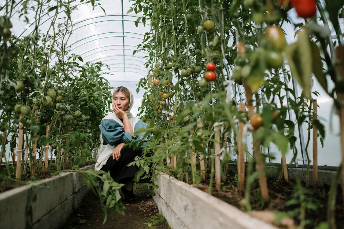 Inside a greenhouse, a woman sits among flourishing tomato plants, appreciating the serene atmosphere and abundant greenery.