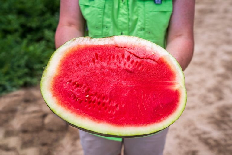 A woman holding a watermelon, showcasing its vibrant red and pink interior against a neutral background.